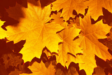 autumn landscape with bright colorful foliage. Indian summer.