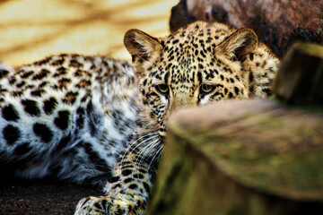 Fototapeta na wymiar close-up portrait of a young leopard behind a cut tree trunk