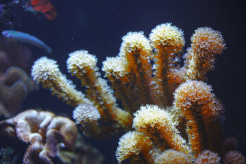 Wonderful and beautiful underwater world . Undersea nature with reefs