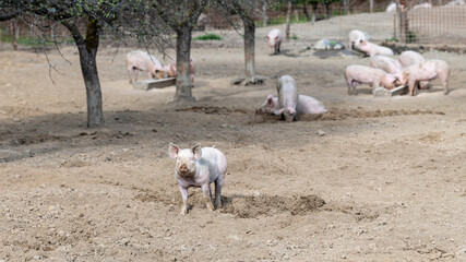 Glückliche Schweine- Freilandschweine