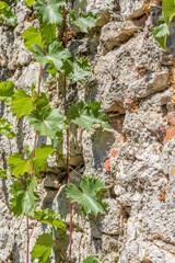 Close-up of stone wall with wild wine plants at Krk, Croatia (background)