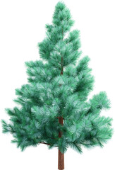 Blue spruce, pine tree, isolated in png, 
Christmas design element