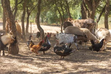Rural farm with various types of animals. © silvapinto