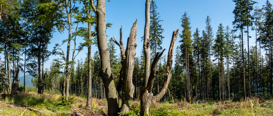 Obraz premium Panoramic view from the wooded mountain slope to the mountainous terrain below. Picture taken on a sunny day, blue sky in the background.