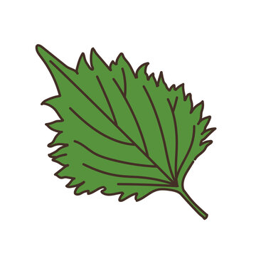 大葉 の画像 8 032 件の Stock 写真 ベクターおよびビデオ Adobe Stock 大葉 の画像 8 032 件の Stock 写真 ベクターおよびビデオ Adobe Stock