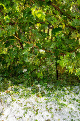 Fototapeta premium Hagel . Unwetter : Hail . Thunderstorm