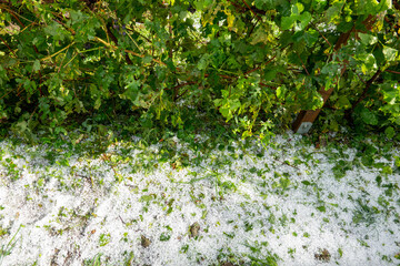 Hagelschaden im Weingarten  . Hail damage in the  vineyard