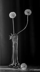 Black and white still life of dandelion flowers.Vase with dandelions in the interior.A picturesque, laconic still life with an airy dandelion.
