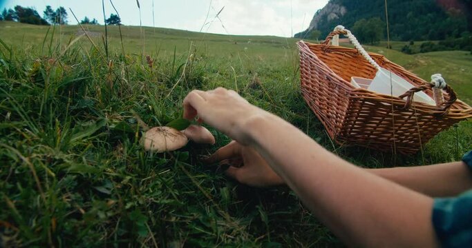 Female traveler on autumn mountain trip collecting mushroom at meadow cutting with knife. Young adult woman with basket harvesting fungus on hike travel