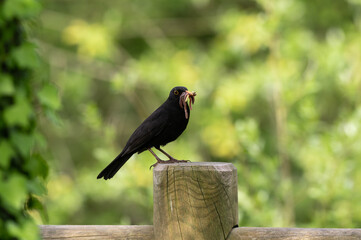 Turdus merula - Common blackbird - Merle noir, Bec remplis de verres