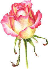 Watercolor drawings of rose in botanical style