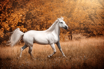 white horse, autumn photo of animals, nature is magical