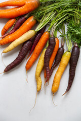 A bunch of freshly pulled, homegrown and organic heritage orange, yellow and purple carrots