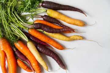 A bunch of freshly pulled seasonal organic heritage orange, yellow and purple carrots