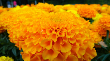 Colorful pompons of yellow Chrysanthemum blooming in the garden