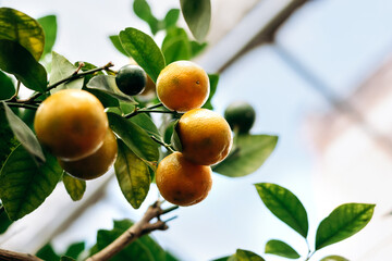 Oranges is hanging on a tree in the greenhouse.Lemonary.Home gardening,urban jungle,biophilia concept.Selective focus,copy space.