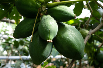 An unripe papaya on a tree in the greenhouse.Urban jungle,biophilic design.Selective focus,close-up.