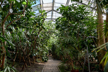 Greenhouse with tropical and citrus plants.Urban jungle concept.Biophilia design.Selective focus.