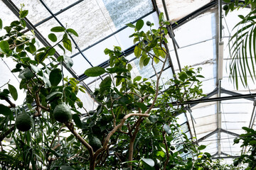 Greenhouse with tropical and citrus plants.Urban jungle concept.Biophilia design.Selective focus.