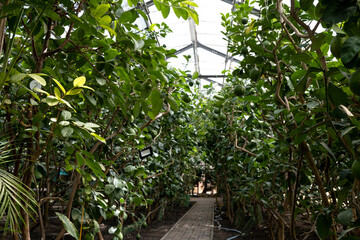 Greenhouse with tropical and citrus plants.Urban jungle concept.Biophilia design.Selective focus.