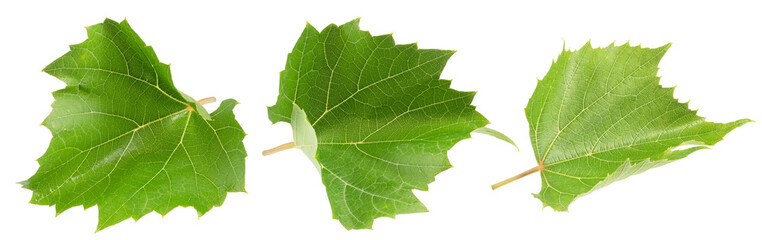 grape leaf set isolated on white. the entire image in sharpness.