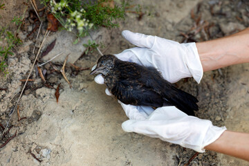 Dead Blackbird (Turdus Merula) Bird Crashed into a Window of a House in Woods