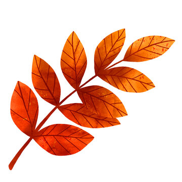 watercolor fall leaf, autumn color, transparent background