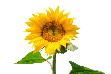 Immature sunflower closeup isolated on transparent background. Beautiful blooming yellow sunflower with stem and leaves.
