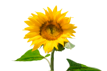Immature sunflower closeup isolated on transparent background. Beautiful blooming yellow sunflower with stem and leaves.