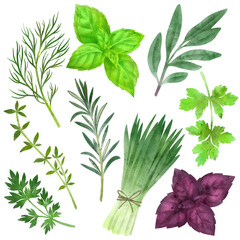 Set of culinary herbs, hand drawn watercolor illustration - obrazy, fototapety, plakaty