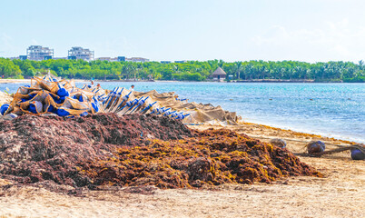 Very disgusting red seaweed sargazo beach Playa del Carmen Mexico.