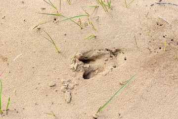 Roe deer (Capreolus capreolus) footprint in the sand.