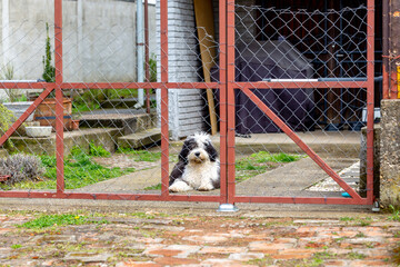 Faithful bobtail dog behind gate waiting for owner.