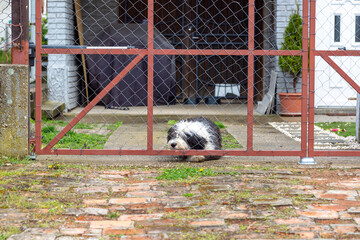 Faithful dog behind the gate waiting for the owner.