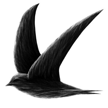 Swift bird, black and white artwork