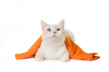 Cute white cat lies looking up with a bathing towel on her back, spa or wellness treatment. Cute...