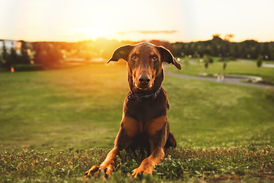 brown doberman puppy dog in the wild with sunset