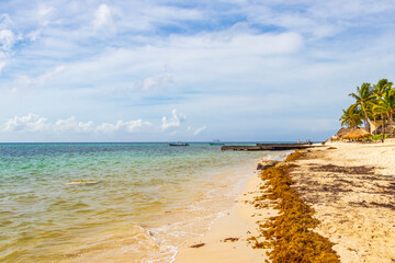 Tropical mexican beach water seaweed sargazo Playa del Carmen Mexico.