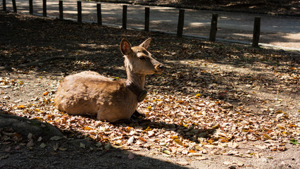 people having fun in the park
