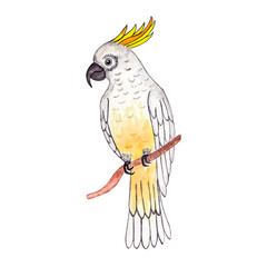 Parrot. Tropical bird. Watercolor illustration isolated on transparent backgroundTropical bird. Watercolor illustration isolated on transparent background