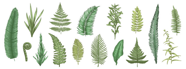 Fern leaves sketch. Forest plants colored hand drawn decorative design elements for invitation and greeting cards, herbal collection. Vector botanical set © Tartila