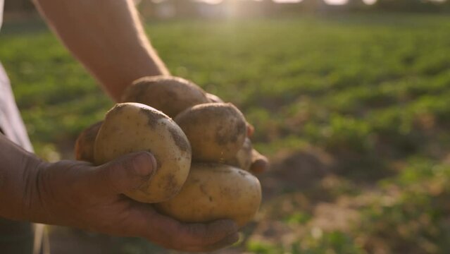 Fresh harvested potatoes in dirty hands stained with soil