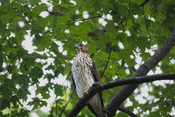Cooper's Hawk perched on a branch. 