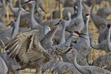 Excited squawking of large, tall sandhill cranes in New Mexico flock