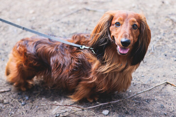 Dachshund dog, beautiful portrait of a red long-haired adult dachshund dog walk playing outside in summer sunny day