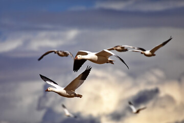 Selective focus on pair of snow geese in flight across New Mexico sky with glowing break in clouds