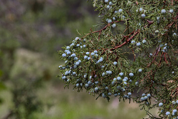 Subtle blue green hues of juniper berries in botanical background of evergreen branch and fruit