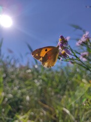 butterfly on a flower
