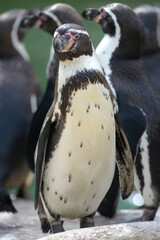 Naklejka premium Manchot de Humboldt