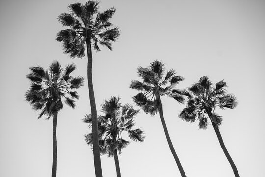 Palm trees at Santa Monica beach. Back and white. Fashion, travel, summer, vacation and tropical beach concept.